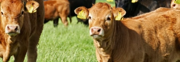 Megjelent a ragadós száj- és körömfájás betegség Magyarországon