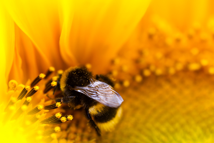 Méhecske vagy darázs csípett meg? Életmentő, fontos információk