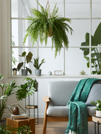 Növények, amelyek pozitív energiát árasztanak