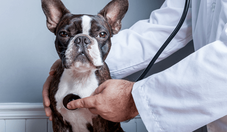 Első látogatás az állatorvosnál kutyával - Íme, minden, amit tudni érdemes