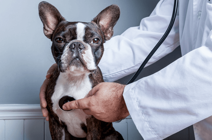 Első látogatás az állatorvosnál kutyával - Íme, minden, amit tudni érdemes