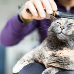 A macska boldogságának kulcsa: Miért elengedhetetlen a napirend?