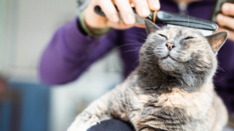 A macska boldogságának kulcsa: Miért elengedhetetlen a napirend?